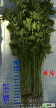 双墩香芹：姚先生