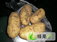 长期供应优质脱毒种薯.商品薯