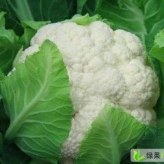 河南通许银冠：通许县张军磊