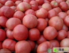 河南延津粉红西红柿大量上市