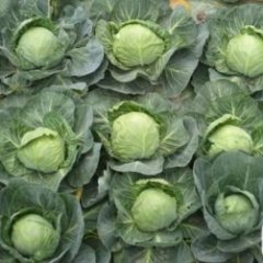 湖北嘉鱼皮球2-3斤：潘家湾邓伟