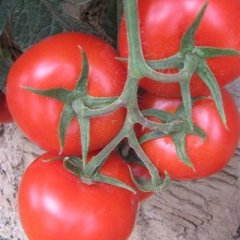 山东沂南硬粉：房庄子房师兴