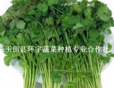 河北玉田县优质大 小 叶香菜 大量供应