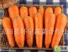 河北玉田县胡萝卜、红萝卜、板青萝卜、心里美萝卜