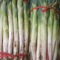 山东东昌府章丘大葱：沙镇小张