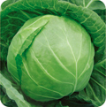 湖北嘉鱼平包，球包，甘蓝，大白菜热销中！