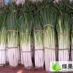 山东昌邑长白大葱：围子镇王永亮