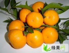 广西桂林市兴安南丰蜜桔、棉橘、砂糖柑