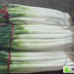 山东昌邑长白大葱：围子镇高星点