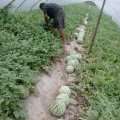 安徽临泉8424麒麟瓜：吕寨镇刘学伟