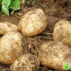 内蒙古四子王旗克新一号：东八号郭红亮