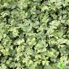 山东青州京欣嫁接西瓜苗子