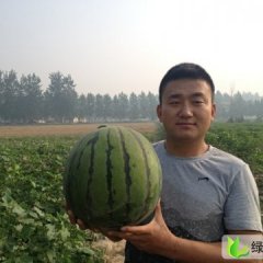 盈春西瓜种子：青州宋天河