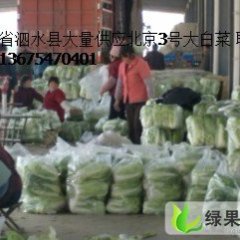 供应千万斤北京3号大白菜 山东省泗水县大白菜产地
