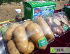 山东滕州界河：秋季土豆已全面上市