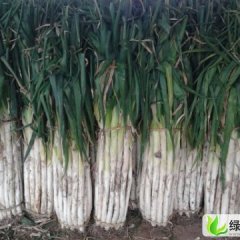 山东东昌府长白大葱：沙镇范李存然