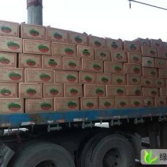 云南瑞丽花皮无籽：水果批李云芳