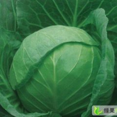 河南新野中甘21甘蓝：河南新李成伟