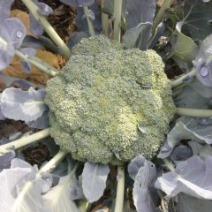 河南夏邑西兰花：北镇乡韩蒙蒙