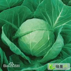 河南新野中甘系列旺旺克日——老姚帮您代收