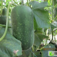 小冬瓜