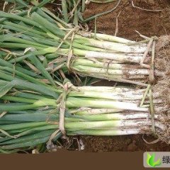 山东泗水长白大葱：泗水镇徐清杰