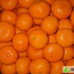 湖北伍家岗温州密柑：伍家村黄泽