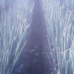 山东滕州铁杆大葱大量上市了葱白长