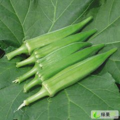 山东金乡黄秋葵：鸡黍王启发