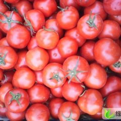 甘肃甘州硬红高秧，以色列系列