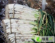 山东青州长白大葱：东夏镇杨磊