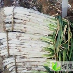 山东青州长白大葱：东夏镇杨磊