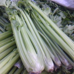 河南博爱美国西芹：孝敬镇余国亮