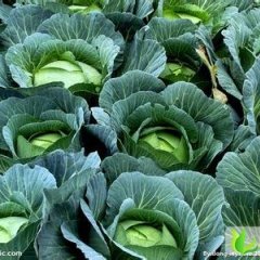 湖北嘉鱼1014皮球：潘家湾刘邦炎