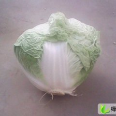 河南尉氏秋宝白菜：永兴镇马学军