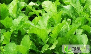 河南管城雪里红：南曹东刘女士