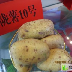 甘肃安定陇薯10号：巉口镇文国泰