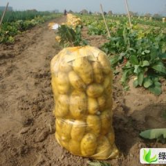 山东滕州界河镇秋季荷兰十五土豆大量上市