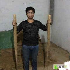 山东莘县长白山药：刘王店王瑞涛