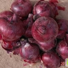 甘肃永昌紫皮洋葱：东寨镇刘廷贤