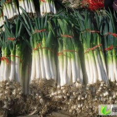 山东平邑大葱(现有十五万斤干葱