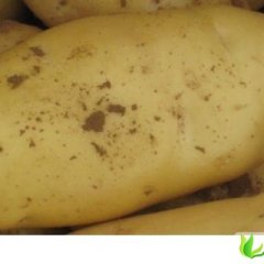 河北围场荷兰十五冬季库存大量上市喽