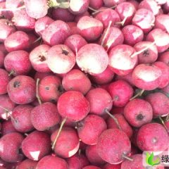 河北清河大金星：大辛庄马永信