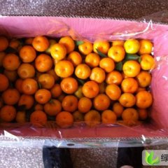 广西兴安沙糖桔：百里桂唐创明