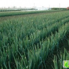 山东安丘铁杆大葱：凌河镇裴磊