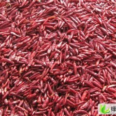 山东金乡朝天椒大量上市了！