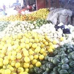 甜瓜山东莘县博洋61 博洋9 东方蜜绿宝西州蜜上市中