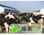 山西五台荷斯坦奶牛：忻州市罗哲