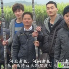 广西博白黑皮甘蔗批发价格，甘蔗代办