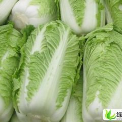 河南通许丰抗78白菜：五里铺王建英